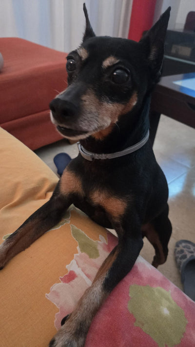 1ª Espinillera